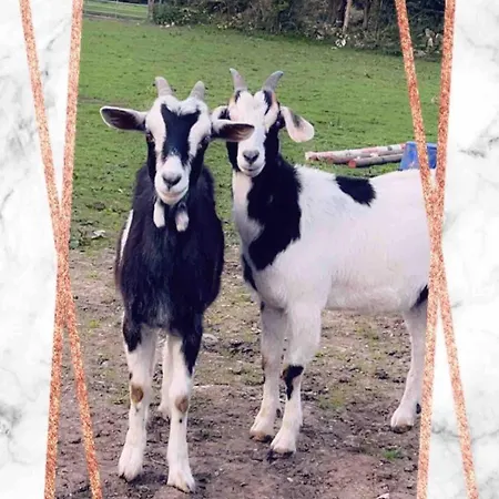 Horseshoe Cottage, Appartement