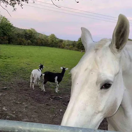 Horseshoe Cottage, Lejlighed