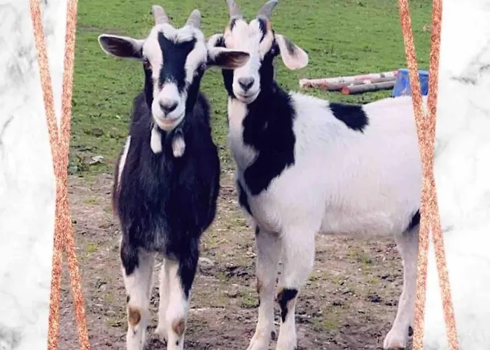 Horseshoe Cottage, Апартаменты