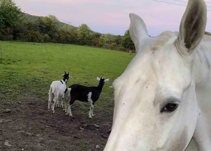 Horseshoe Cottage, Апартаменты